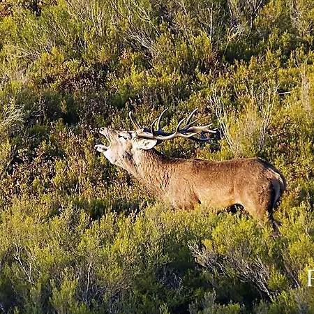 Rosita * Santa Cruz de los Cuérragos