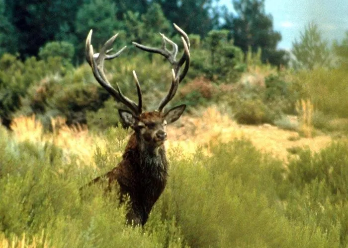 Rosita Santa Cruz de los Cuérragos