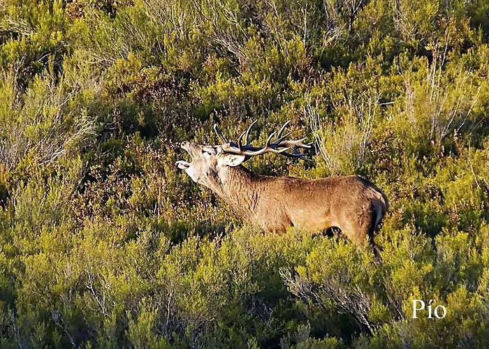 Rosita * Santa Cruz de los Cuérragos